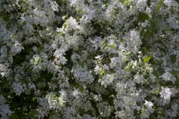 Spring blossoms